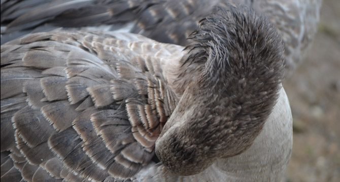comprar foie gras gipuzkoa